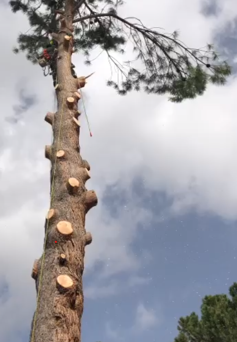 Tala y poda en altura de árboles en La Coruña y provincia