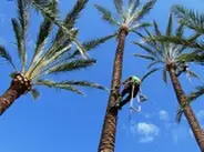 Tala y poda de palmeras en altura